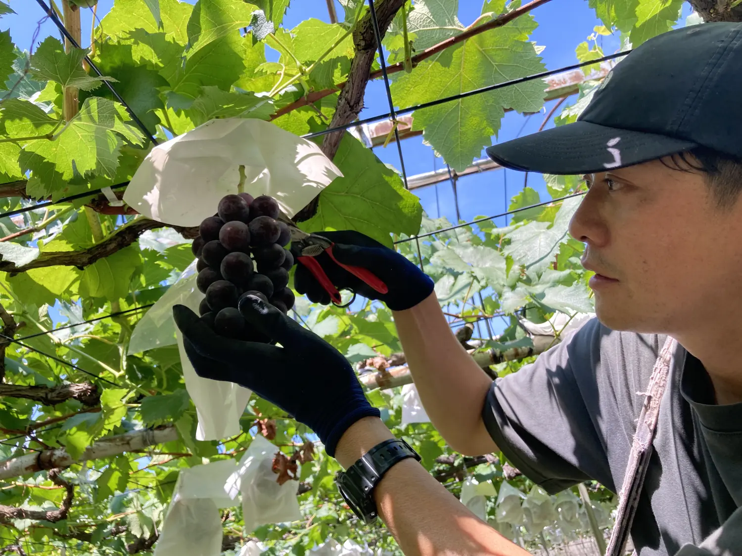 棚の下で巨峰の房をひとつずつ確かめながら収穫する農園主