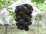 藤稔の房