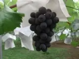 巨峰の房